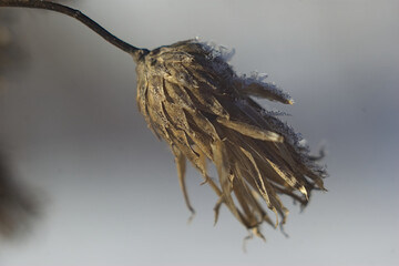 the head of a dried flower close-up