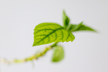 Bright green hibiscus leaves on a light background. Close-up. Soft Focus