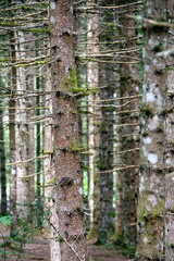 Teleaufnahme im Nadelwald mit einem Baumstamm im Vordergrund und unscharfe Baumstämme im Hintergrund