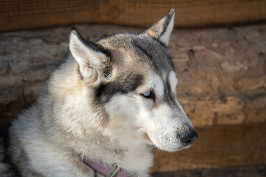 Close-up photo of a husky. Siberian Husky looks into the distance thoughtfully.