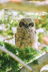 Owlet closeup