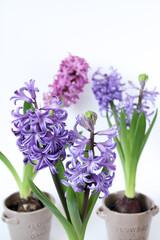 Pastel blooming hyacinth flowers isolated on white background. Close up of beautiful pastel hyacinth flowers. The first spring flower is hyacinth.