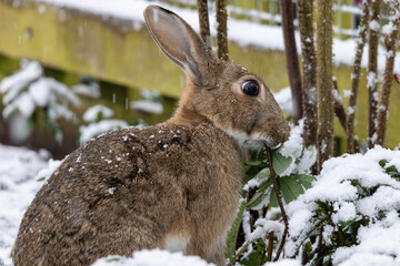 The Gardener - the rabbit
