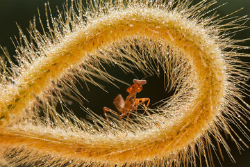 Story of Spesies Mantis Life