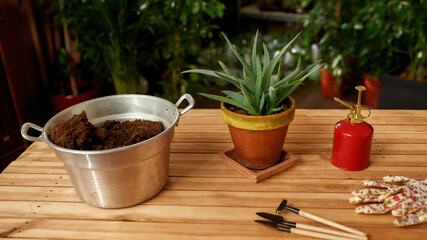 Closeup of aloe vera plant in small pot, soil in a metal bucket and tools for gardening, transplanting on the table