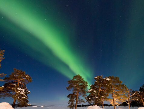 Aurora Borealis and Trees