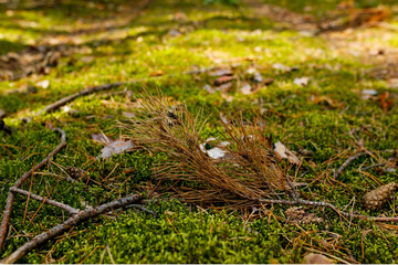 forest ground with pine branch, cones and moss