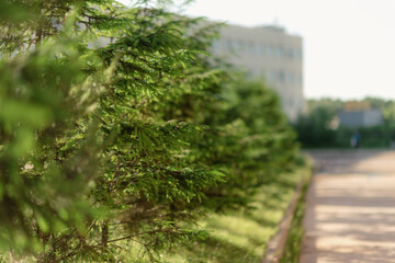 A pine tree background. Summer concept.