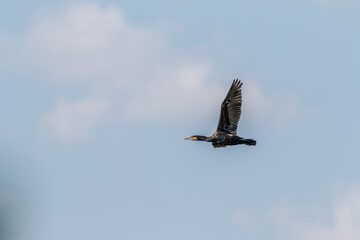 Kormoran