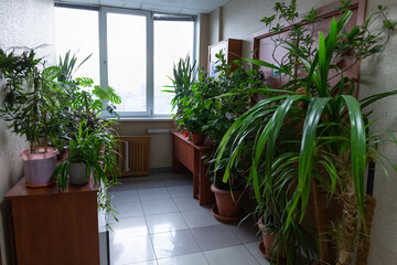 Green spaces in the lobby of the modern office