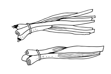 Green onions vector illustration, herbs hand drawn sketch