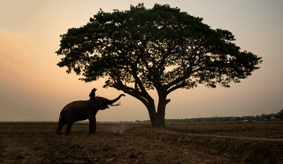 Fototapeta na wymiar Portrait of Elephant and mahout in the forest against sunrise.
