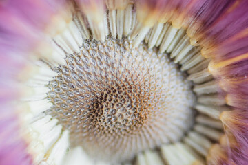 Obraz premium Macro details of a faded Gerber flower that lost its center part 
