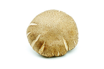 fresh Shiitake mushroom isolated on white background.