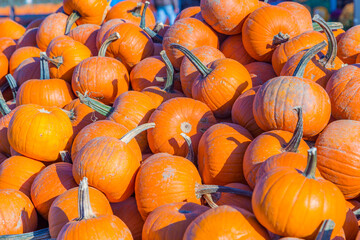 big pumpkins grow on a field