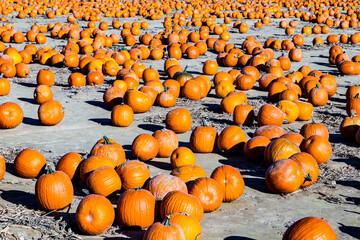 big pumpkins grow on a field