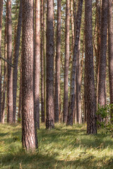 Fototapeta premium Bäume im Wald
