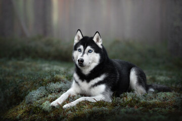 Beautiful Siberian Husky dog with blue eyes in the forest