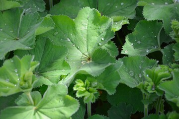 Alchemilla mollis or lady's mantle in the garden after rain close-up.