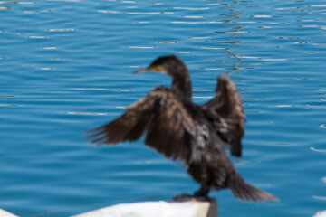 desenfocar un cormoran