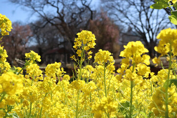 菜の花 菜花 黄色 花畑 淡い 美しい かわいい 花びら 春 晴れた 花 イエロー