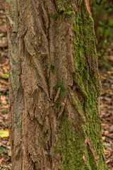 Baumrinde