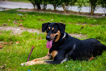 Dog enyoing and playing in grass in summer day