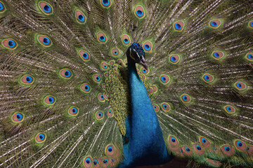 Obraz premium Peacock in zoo