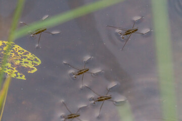 Wasserläufer