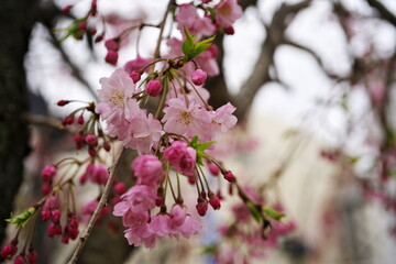 Obraz premium 花が咲き始める季節