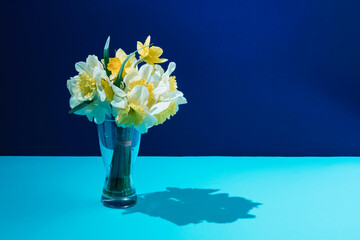 A bouquet of narcissus flowers in  .a glass with a shadow stamd on cyan and navy blue background