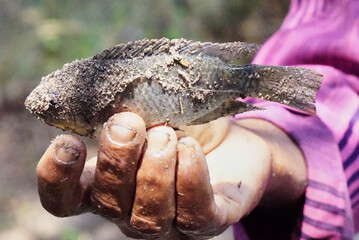 Kerala, forced by frequent outbreak of diseases, farmers switched from traditional shrimp to farming Nile Tilapia fish for bigger profit, India