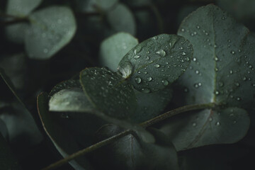 Beautiful eucalyptus leaves with water drops, close up