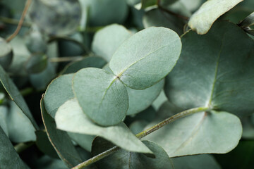 Beautiful eucalyptus twigs and leaves, close up