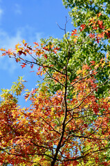 autumn leaves against sky