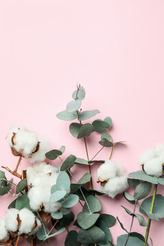 Beautiful eucalyptus and cotton on pink background