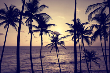 Coconut palm trees silhouettes at sunset, color toning applied.