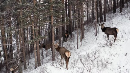 Aerial shot of a herd of wild marals in the forest on the mountainside in the Siberian nature Reserve Stolby Krasnoyarsk.