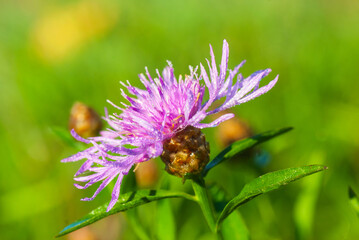 A flower of cornflower covered with dew drops.