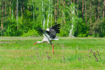 Stork taking off from a green field.