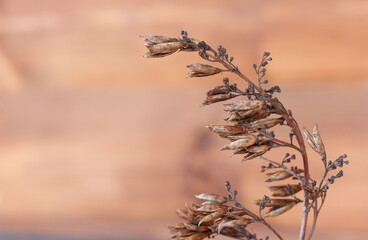 Dry brown branch of lilac after flowering