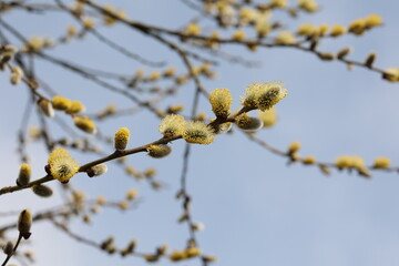Blooming pussy willow branches against the sky