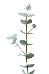 Beautiful eucalyptus branch isolated on white background