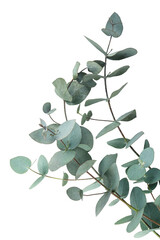 Beautiful eucalyptus branch isolated on white background - obrazy, fototapety, plakaty