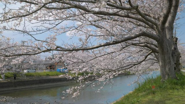 Cherry Blossoms in Fukuoka, Japan