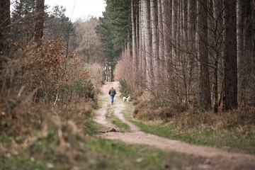 Country living man in hat walking springer spaniel companion gun dogs through woodland forest trees alone. Countryside road with autumn fall colours.