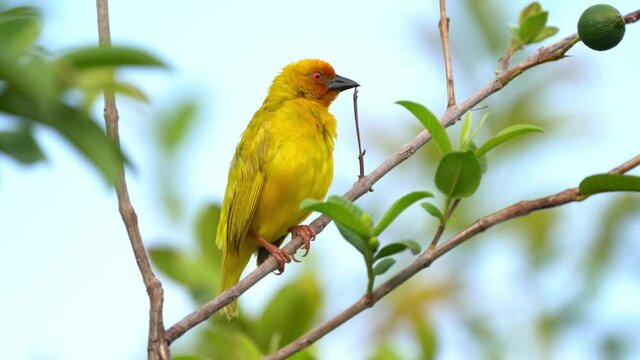 Eastern Golden Weaver - Ploceus subaureus yellow song bird in the family Ploceidae, found in eastern and southern Africa, green background, also yellow or olive-headed golden or African golden weaver.