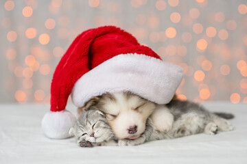 Fototapeta na wymiar Alaskan malamute puppy wearing santa's hat hugs kitten. Pets sleep together on festive background