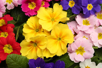 Beautiful primula (primrose) plants with colorful flowers as background, top view. Spring blossom