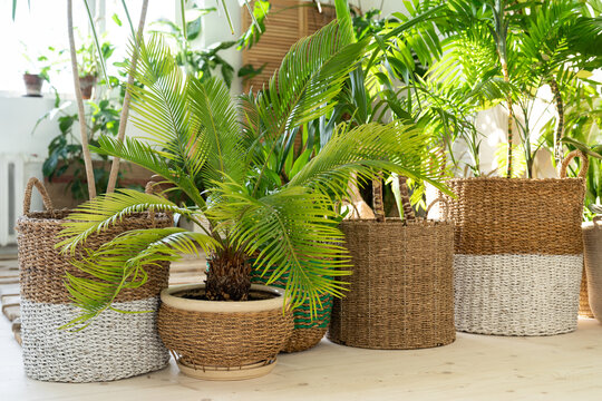 Plant Cycas, various palms in wicker pots on the wooden floor in living room. Home garden, urban jungle concept.